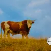 ekoagrar zlatibor javni poziv