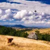 sajam zlatibor poljoprivreda