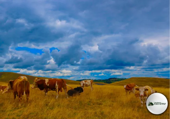 javni poziv podsticaji sredstva