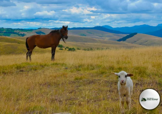 javni poziv podsticaji sredstva
