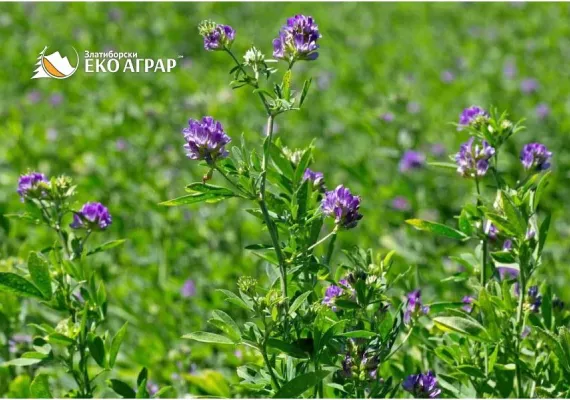 javni poziv podsticaji sredstva